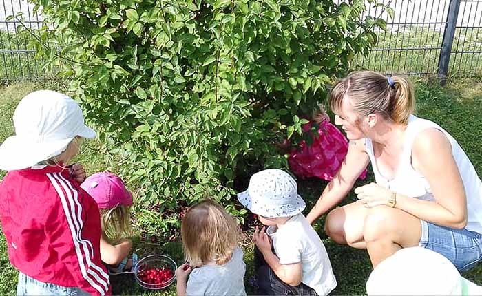 Beeren pflücken in der Kita