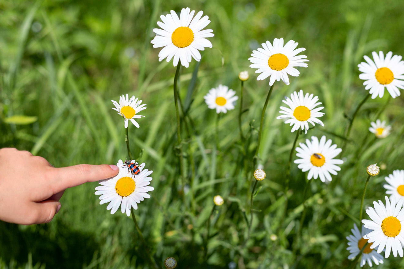 denk-mit-kita-natur-entdecken